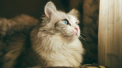娱乐吃瓜酱猫传腹,揭秘“猫传腹”事件背后的真相与反思