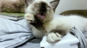 吃瓜娱乐酱社恐猫,揭秘社交恐惧的萌宠——社恐猫的日常生活
