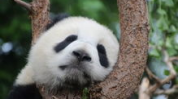 娱乐吃瓜熊猫视频大全,吃瓜视频大全盘点