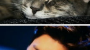 娱乐圈猫猫吃瓜图片,萌态十足揭秘明星幕后趣闻