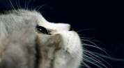 娱乐吃瓜君猫带体检,揭秘明星宠物健康生活