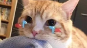 娱乐吃瓜君折耳猫,折耳猫的神秘魅力与争议